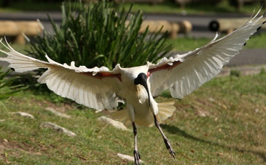 Ibis